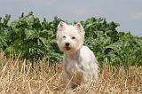 WESTIE 333